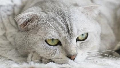 开云网页版-主场球迷气氛是否直接影响胜率表现，球迷冲入球场会受到处理