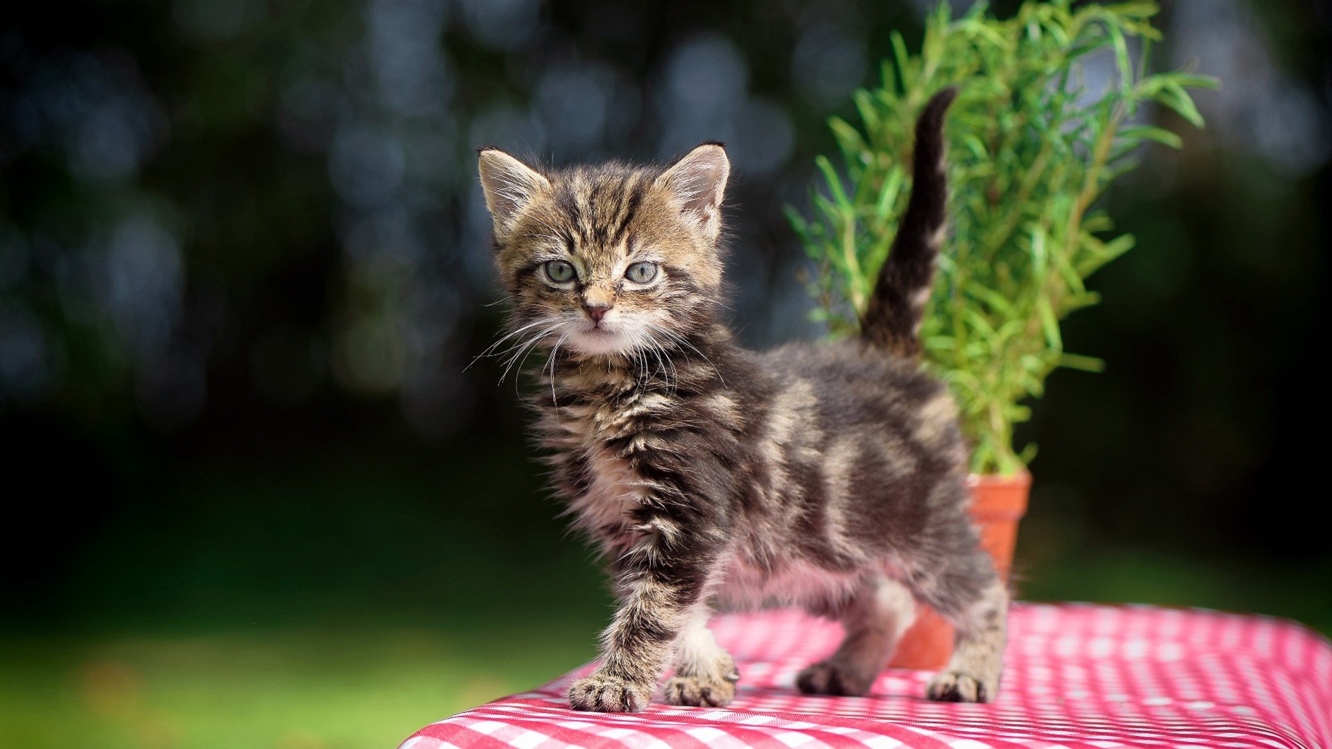 “青少年足球科技创新实验班在全国推广,激发创造力”,青少年足球学校