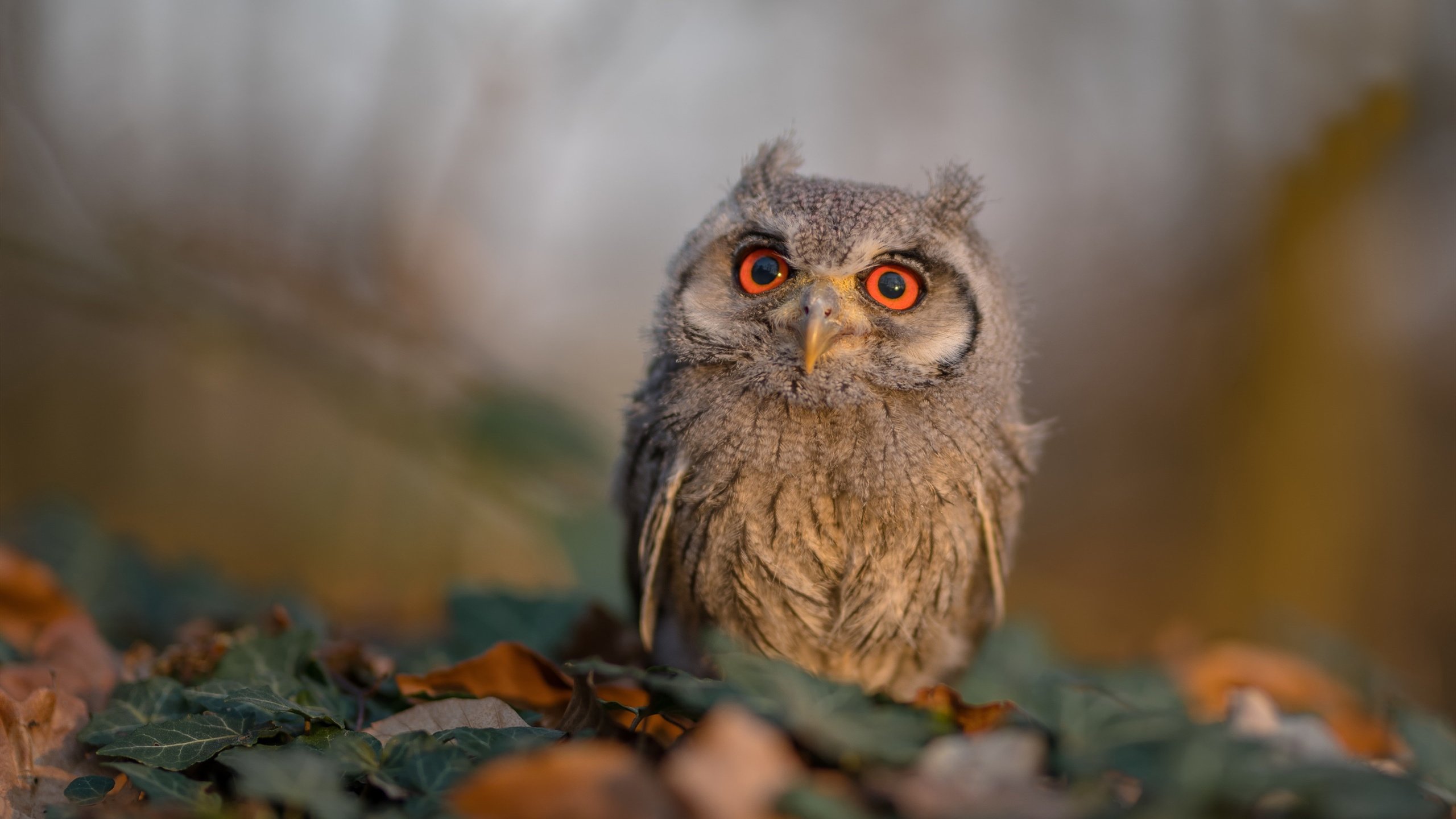 多特蒙德加时赛绝杀送别欧冠之旅,多特蒙德状态火爆锁定德甲半程冠军,全队身价首破5亿