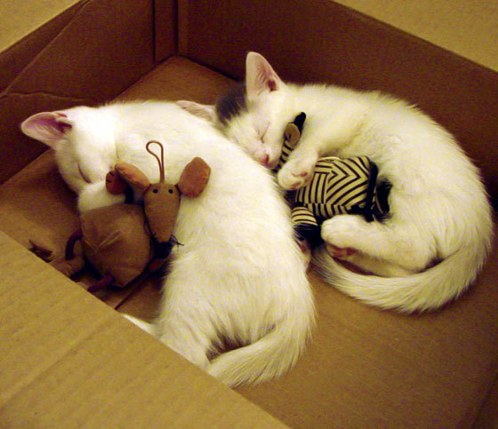 多特蒙德加时赛绝杀送别欧冠之旅,多特蒙德状态火爆锁定德甲半程冠军,全队身价首破5亿