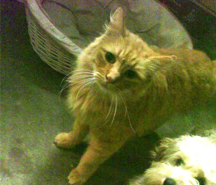 kaiyun官方入口登录-摩纳哥新赛季目标明确，冠军呼声高涨，2021摩纳哥站正赛