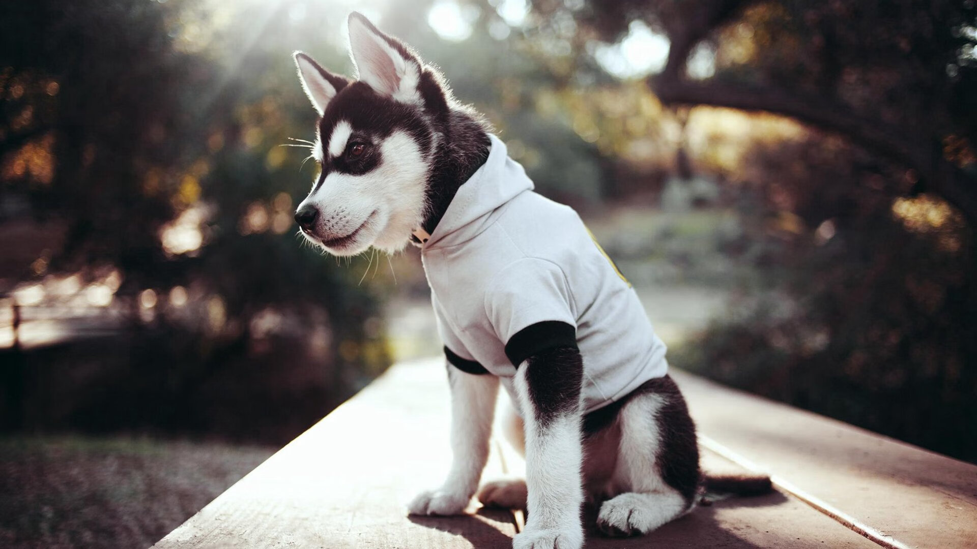 开云kaiyun-未来联盟：虚拟直播和增强互动推动全民体育热潮，未来v直播