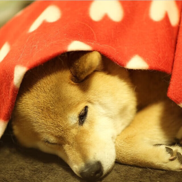 开云体育APP下载-美国男足在巴黎奥运会比赛中表现出色，赢得奖牌，奥运美国足球