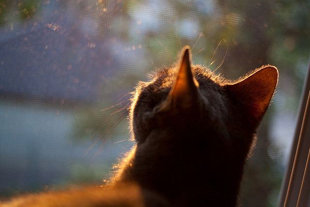 赛事中明星裁判亮相,保证比赛公平公正,明星裁判笔趣阁