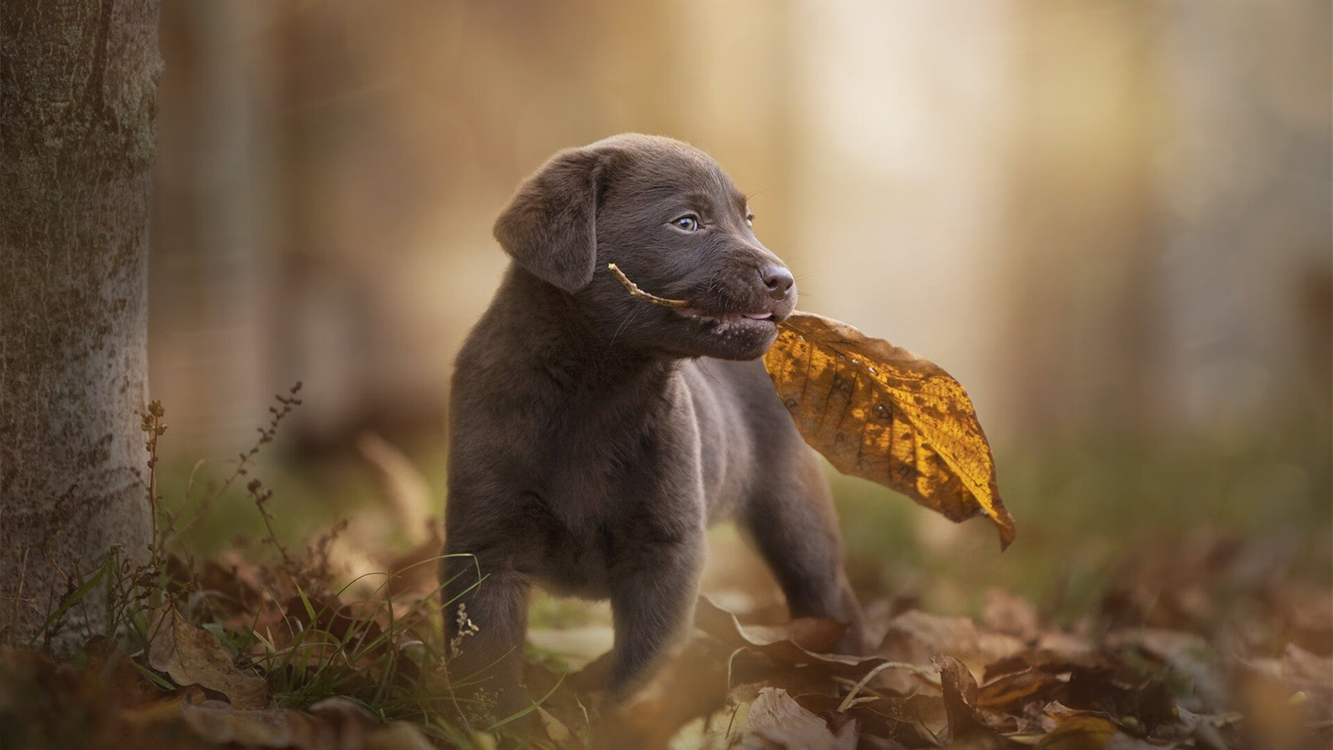 Kaiyun APP-费城76人在本赛季的排名急剧上升，联盟排名前五，费城76人队史球星排名