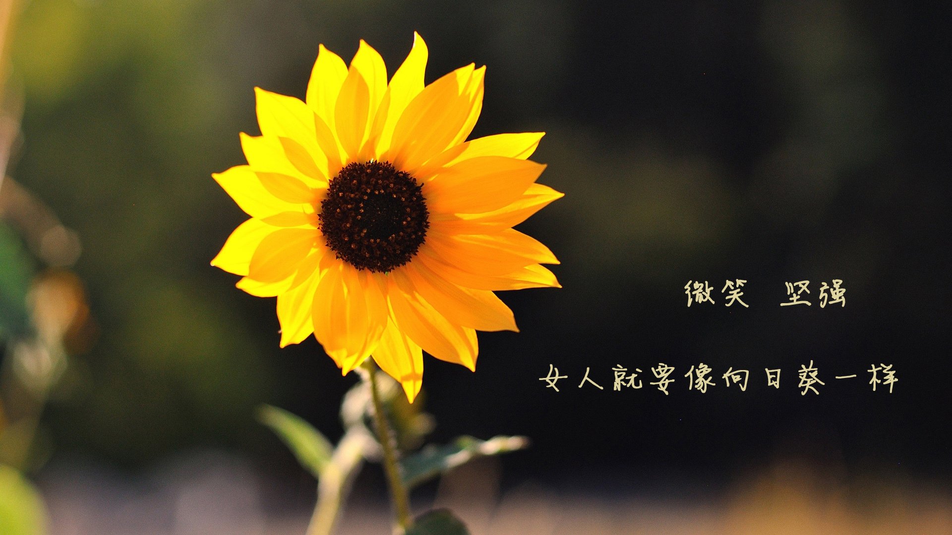 阿根廷反曲弓射手在国际赛场挑战世界顶尖选手,反曲弓世界冠军