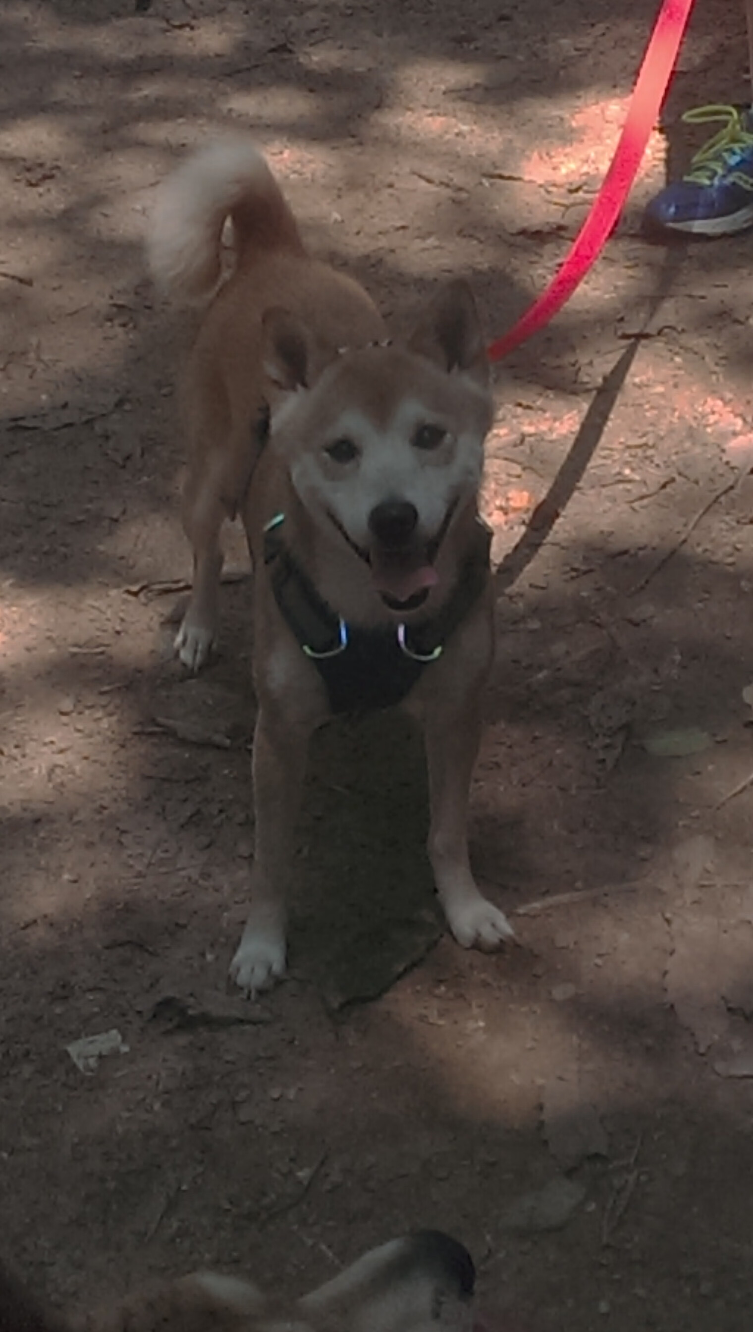 kaiyun网站-俄罗斯篮球赛事即将迎来第二轮激烈争夺，俄罗斯篮球赛事即将迎来第二轮激烈争夺世界杯