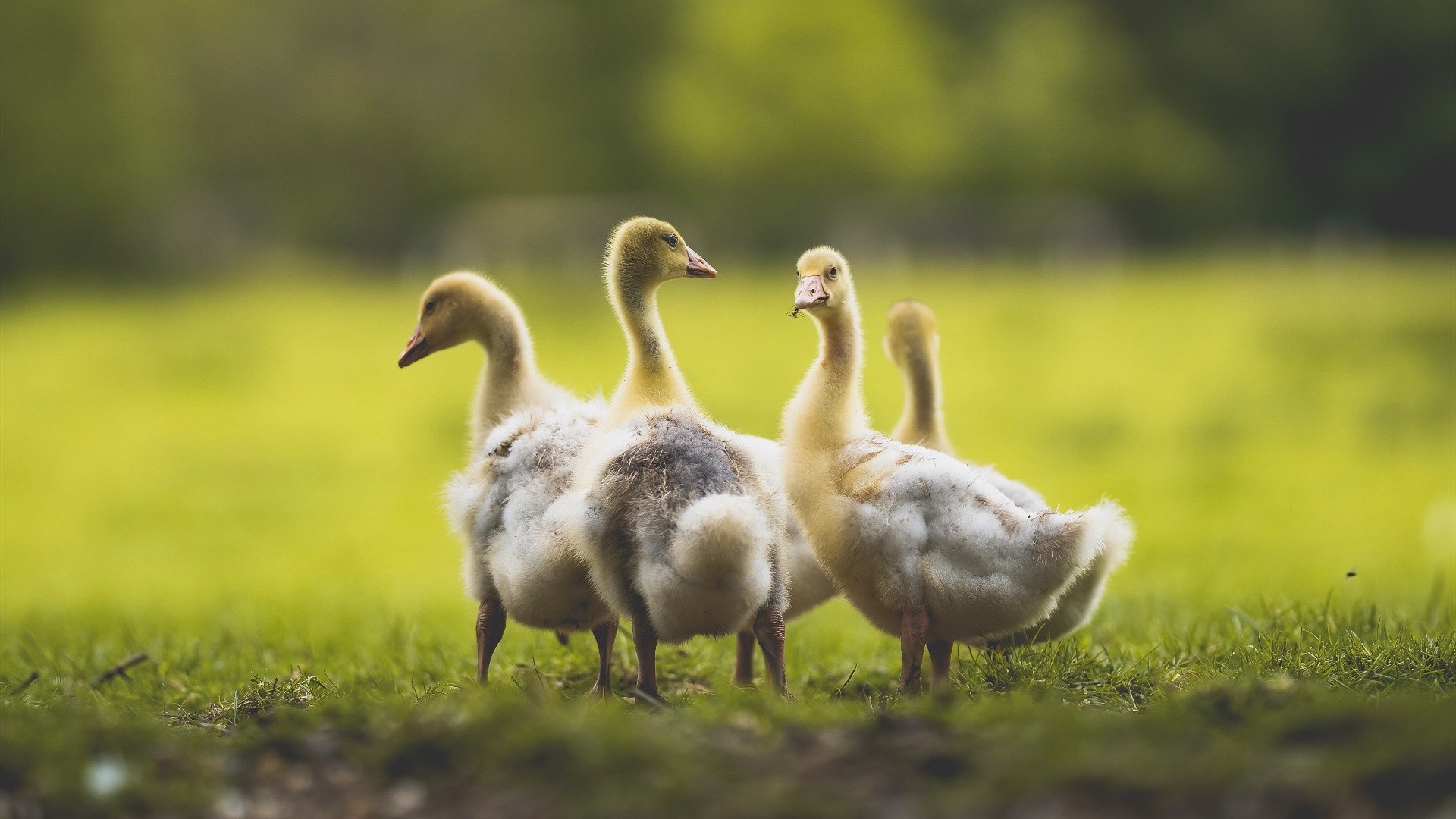 开云平台-保利斯塔替补席深度提升，保利斯丹属于什么档次