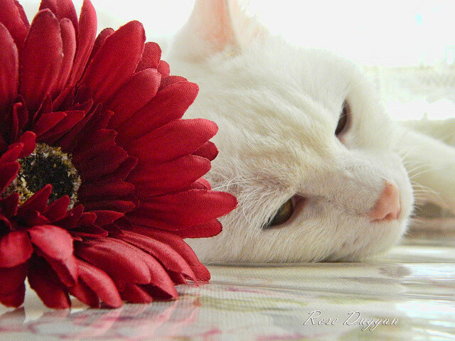 开云中国-山东高速球队关键时刻发挥稳定，曝山东高速集团即将接手山东男篮