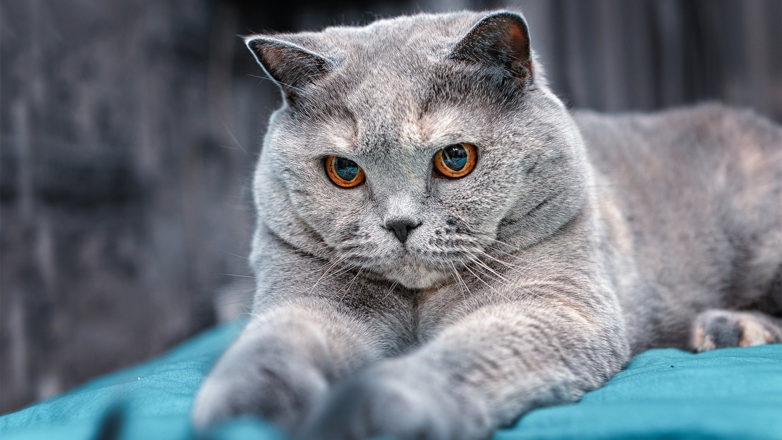 Kaiyun官方登录入口-悬念丛生排球争冠战打满五局悬念不断，排球里挑战