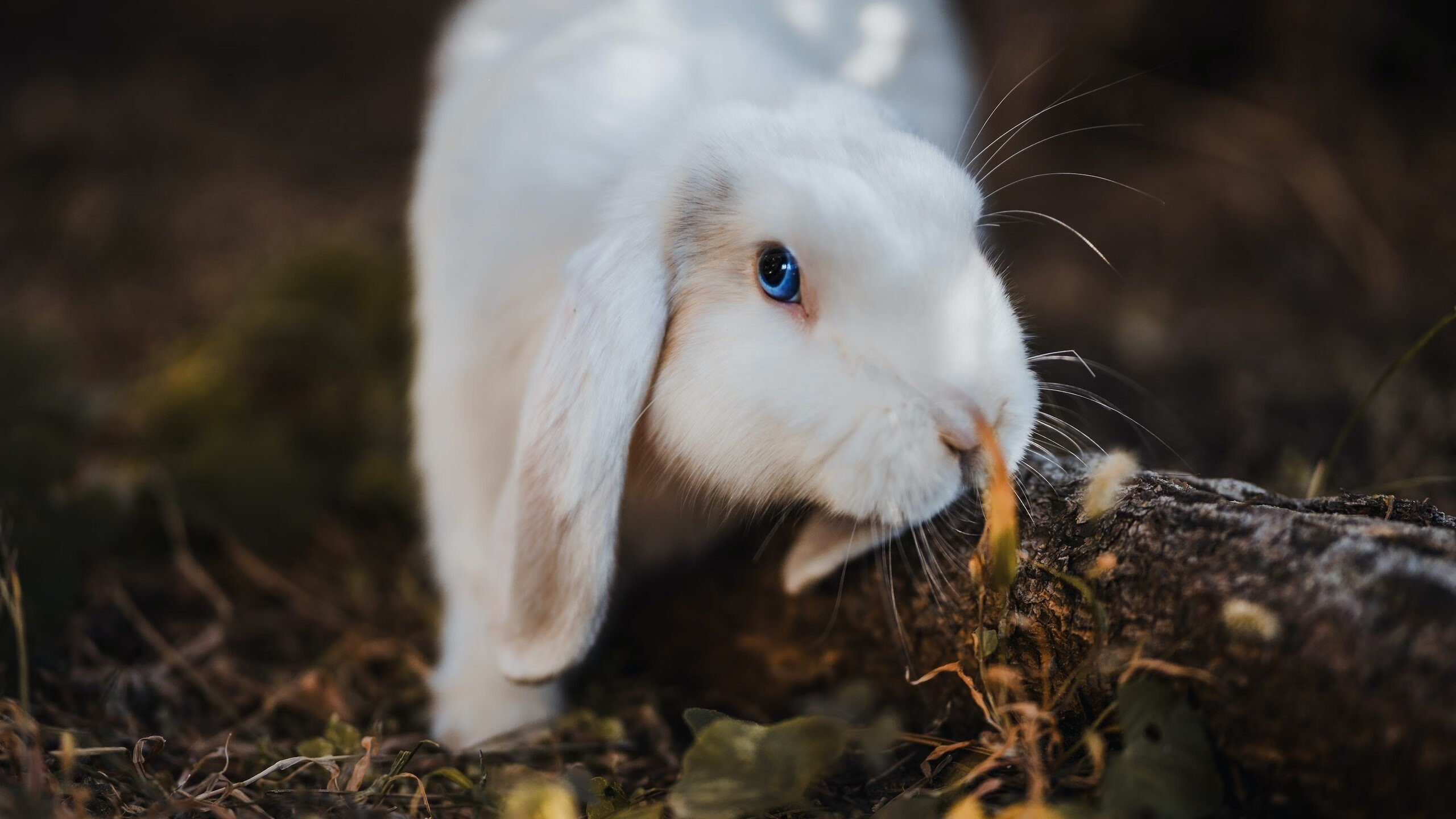 战术大揽!意大利主帅如何设计博弈王局?,意大利 主帅
