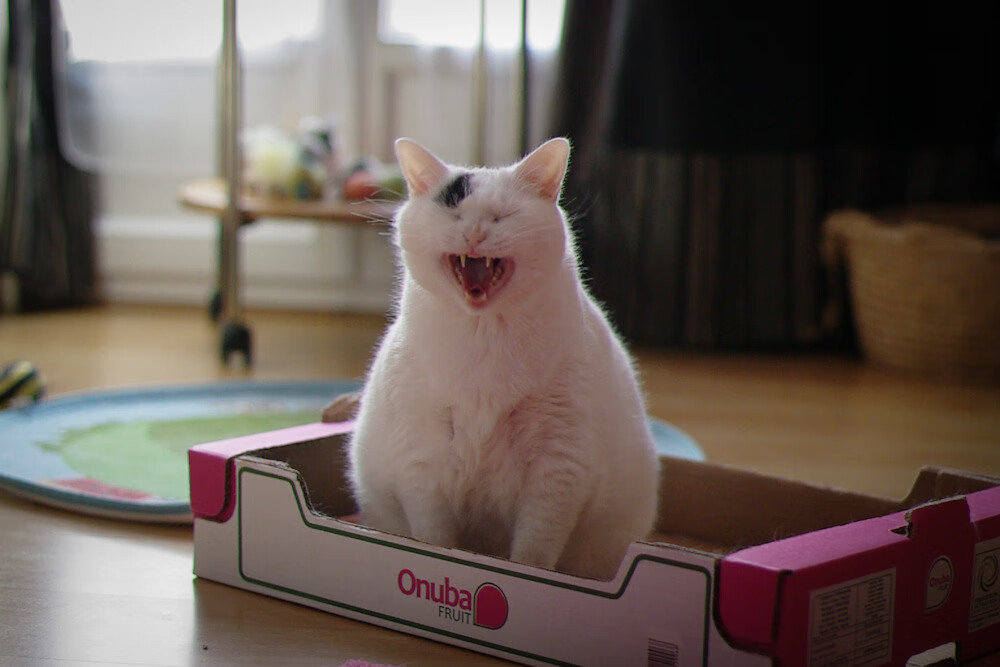 拜仁逆转多特,德国国家德比中凯恩压哨绝杀,德超杯多特对拜仁比分预测