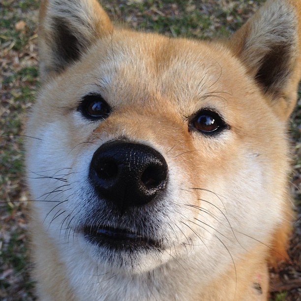 捷克国家队斩获欧洲杯正赛资格,气势如虹,捷克国家队公布欧洲杯