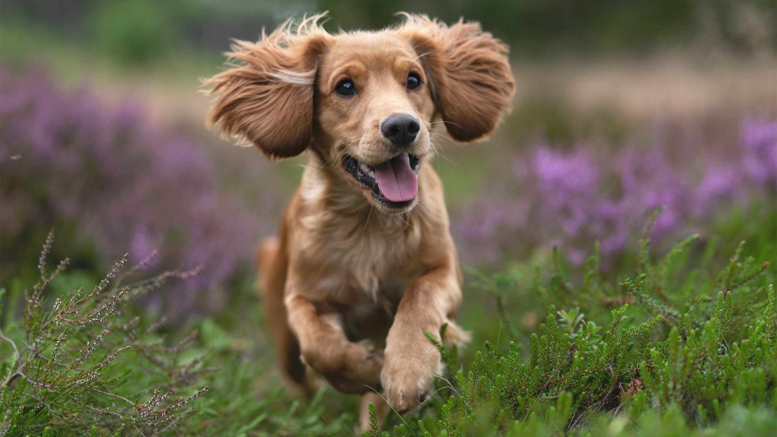 拜仁慕尼黑火力全开，晋级形势一片大好，拜仁慕尼黑现状