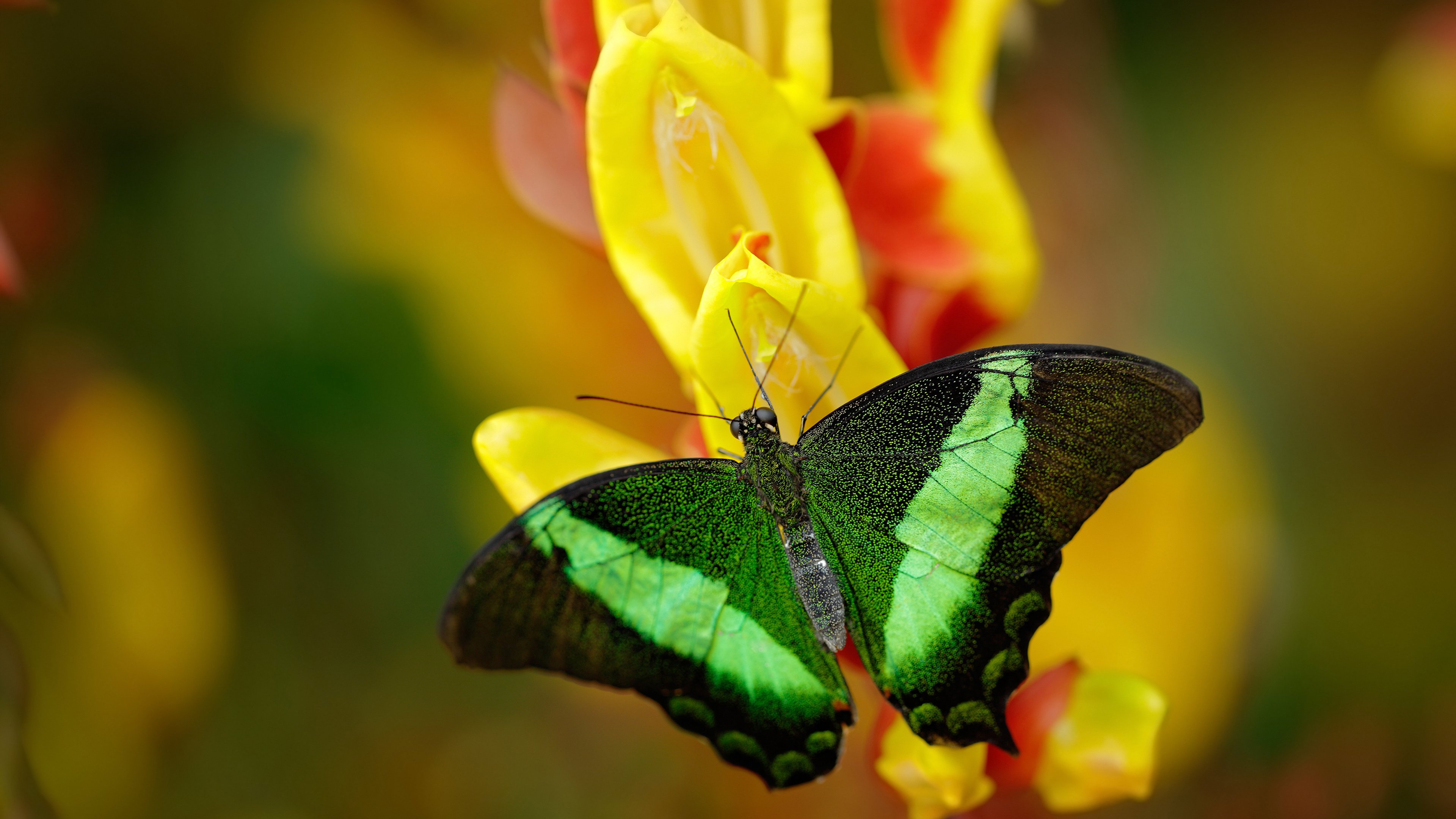 开云官网-步行者压哨险胜雷霆，哈利伯顿运球过三人上篮，哈利伯顿 nba