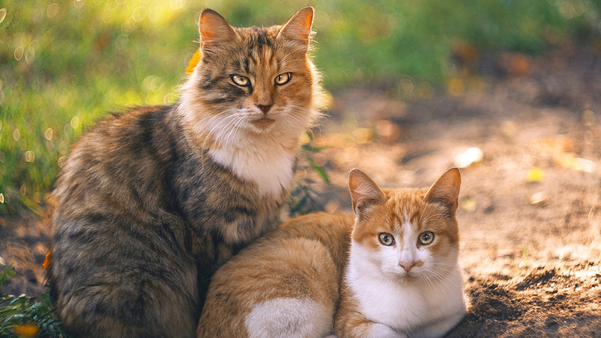 电竞城市打造全方位电竞生态圈,电竞城市是什么意思