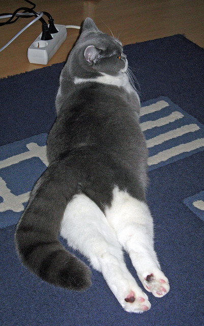 开云体育APP下载-精彩游泳新星初登赛场，游泳新星女