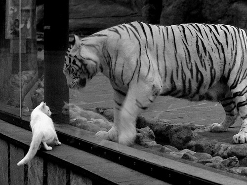 芝加哥小熊队在赛季末取得连胜,芝加哥小熊队队服