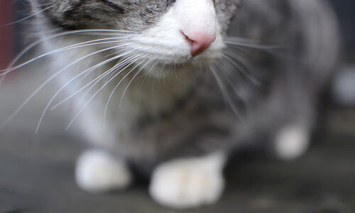 开云·体育官网APP下载-那不勒斯-客胜乌迪内斯，取得三分，那不勒斯对乌迪内