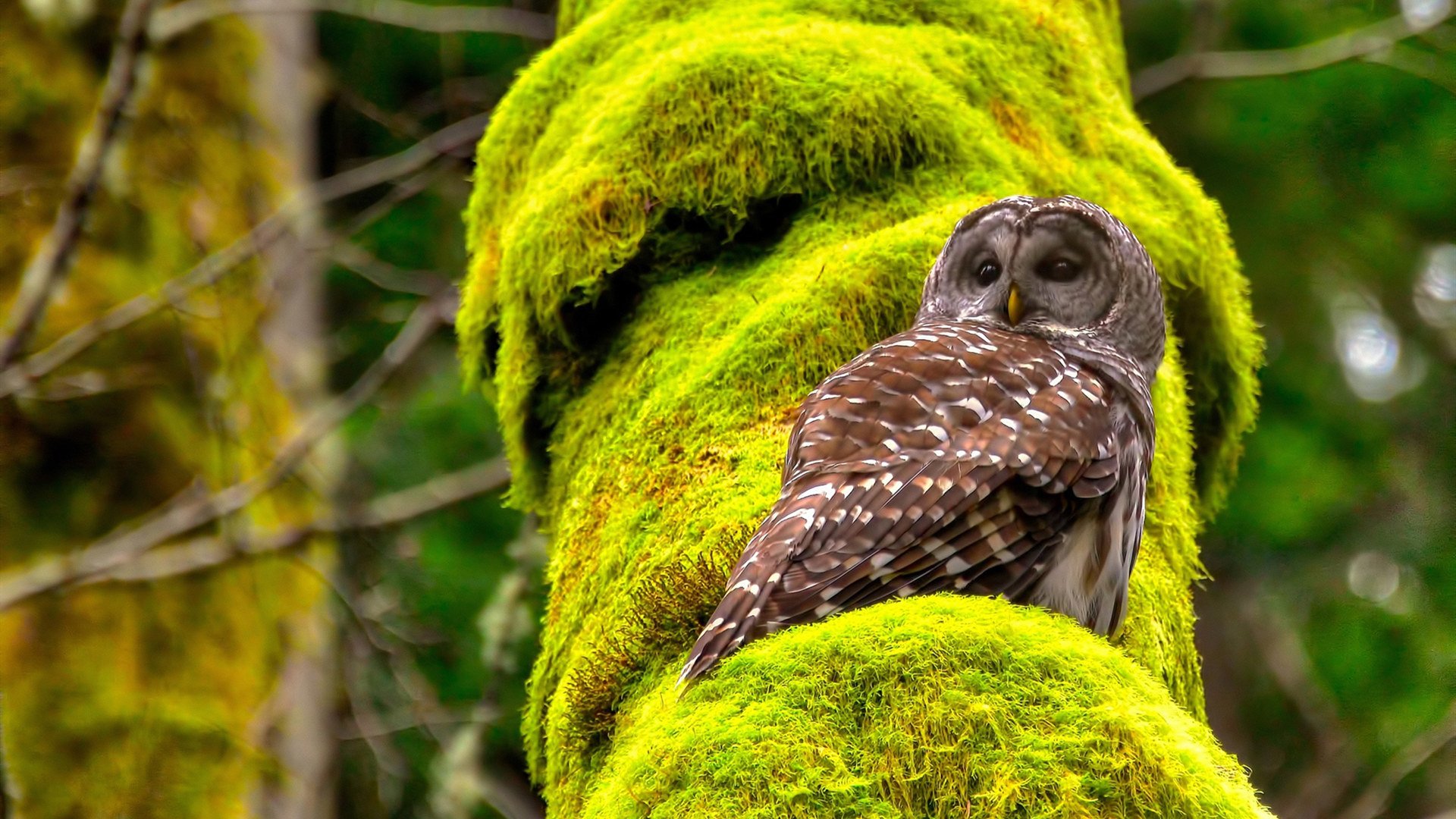 锦标赛圆满落幕，球员共庆胜利，锦标赛圆满落幕,球员共庆胜利的句子