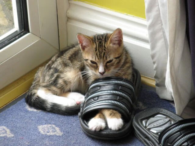 NBA赛季投篮命中率提升研究,nba投篮命中率排名规则