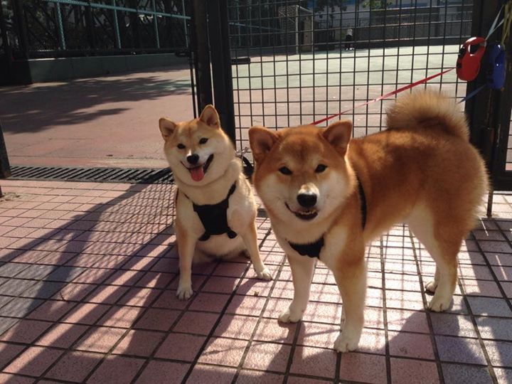 开云官方网站-中国足球球员场上应变能力统计排名，中国足球颜值担当