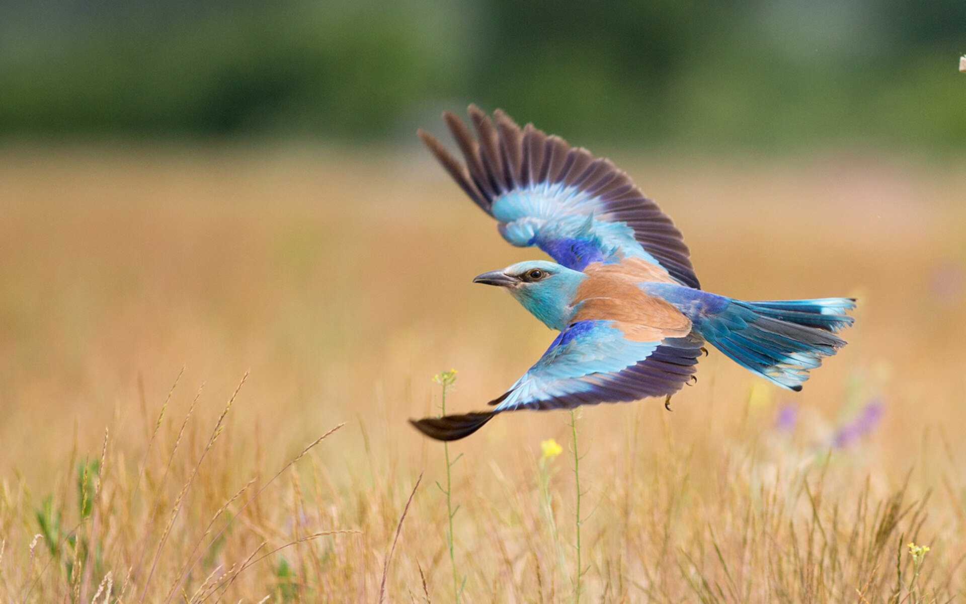 开云官方网站-乒乓世界杯赛制大调整：2024混合团体赛制细节，乒乓世界杯团体赛出场顺序