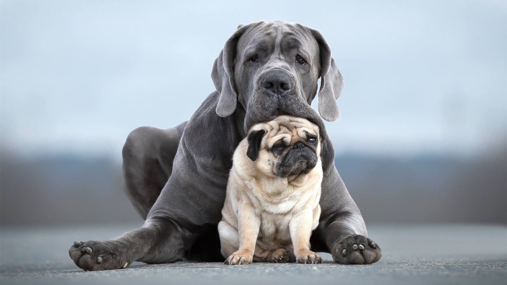 全国学生体育论坛研讨校内竞赛制度改革,全国学生体育竞赛计划