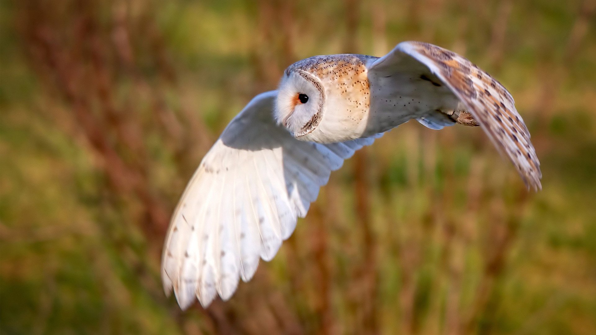 加拿大队赛制解析:如何在团体赛中借助赛制提升整体发挥,加拿大赛程500