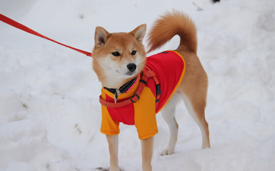 弗赖堡体能储备优秀支持高频进攻，弗赖堡位置