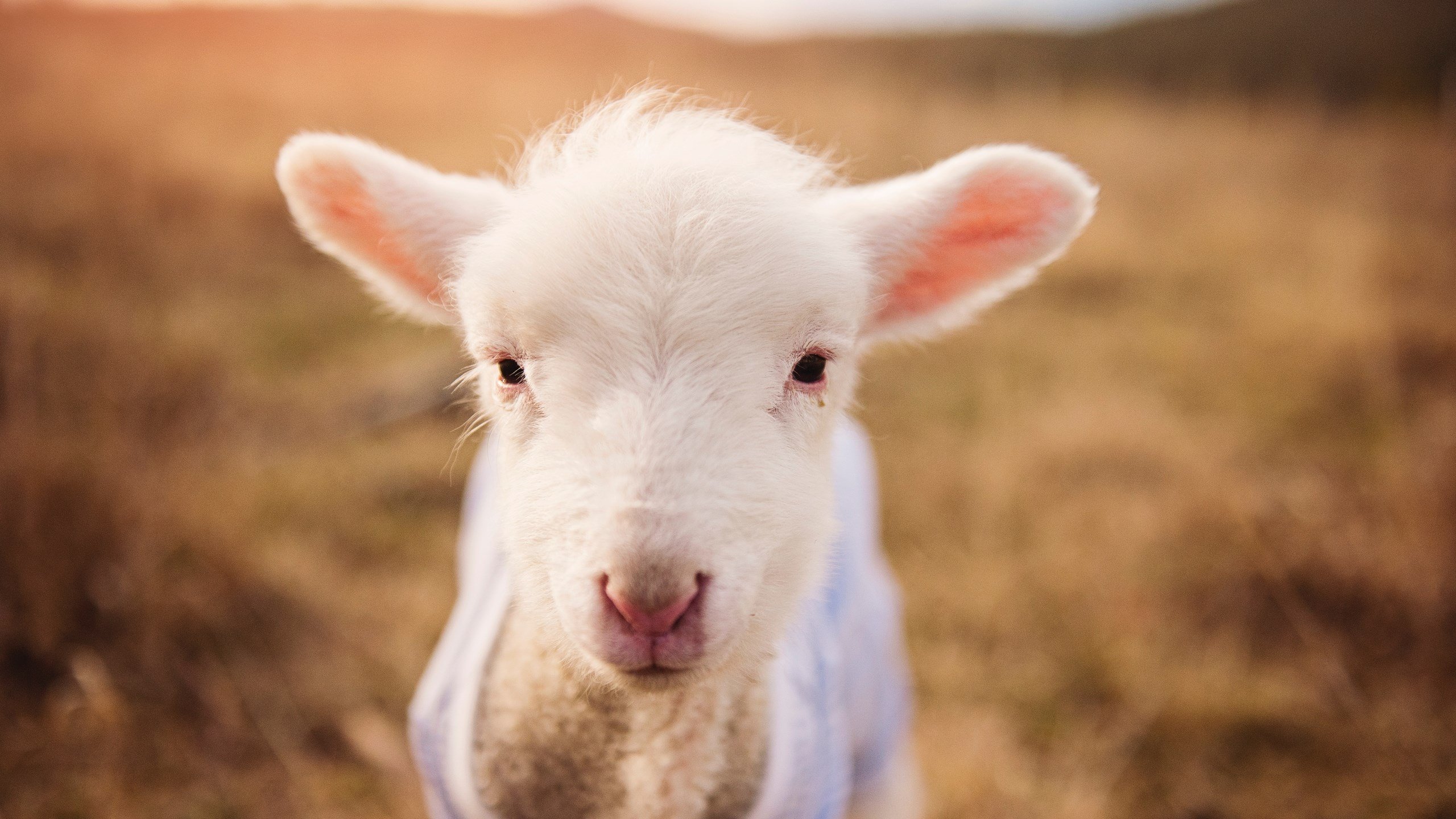 开云体育-乌拉圭男篮在南美锦标赛中续写佳绩，体育实力不断增强，乌拉圭男篮nba球员