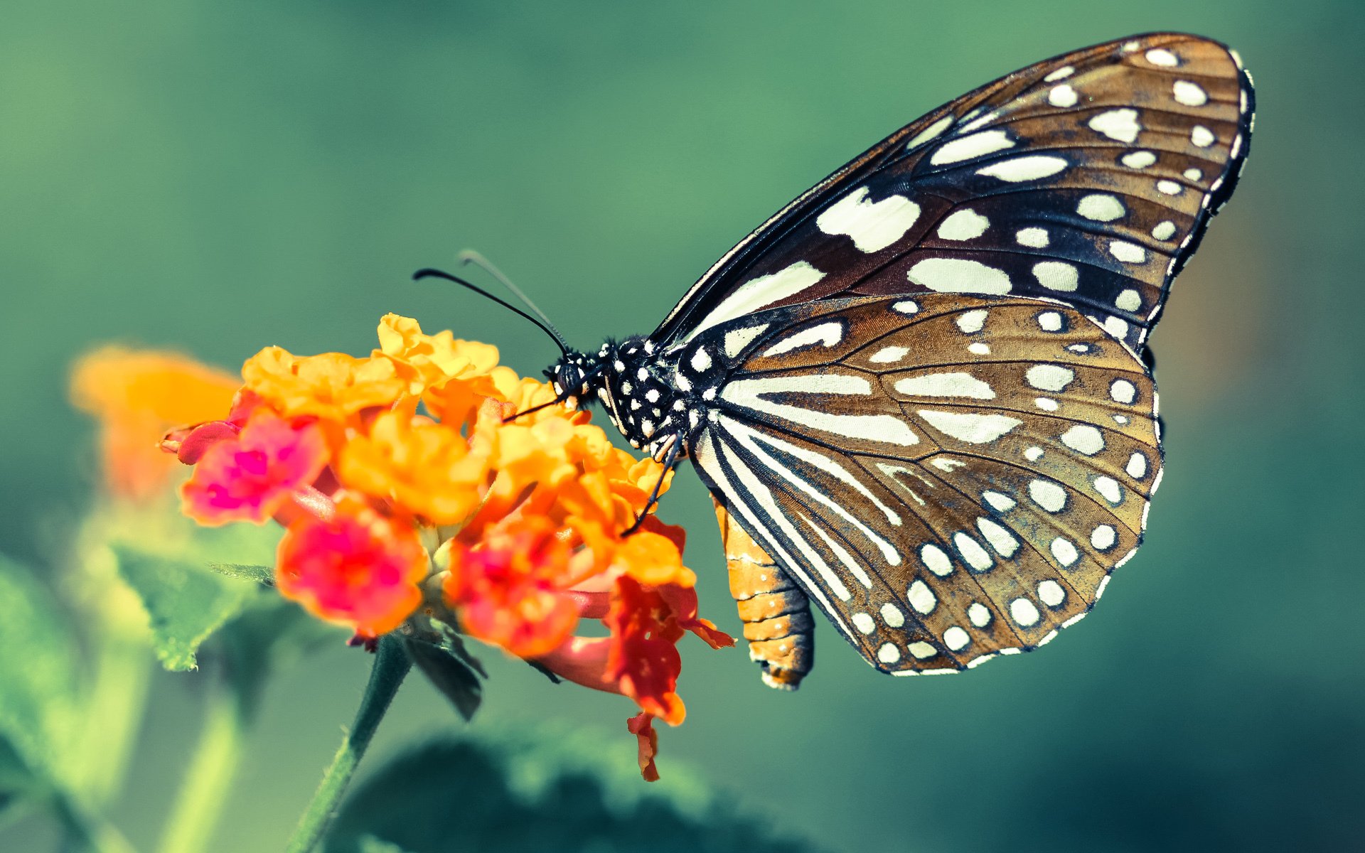 意甲超级反击：瞬间突破，精彩不断！，意甲经典比赛如c77 tv