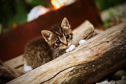 开云官方网站-欧洲杯逆境反击：战术调整中的精彩瞬间，欧洲杯反击进球