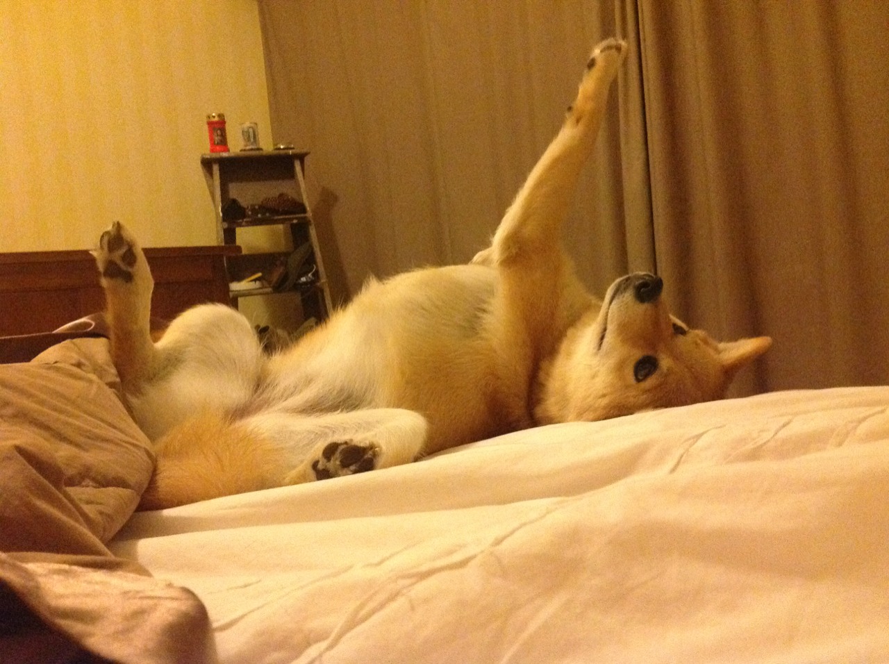 谷爱凌学习成绩优异成榜样代表,谷爱凌家庭情况